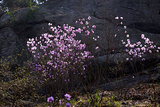meo danh de mien nam