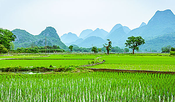soi cầu 247 nét