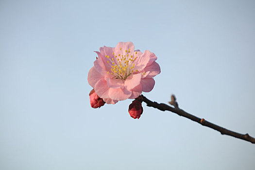 mạng gà đá hôm nay