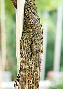 bắn cá net